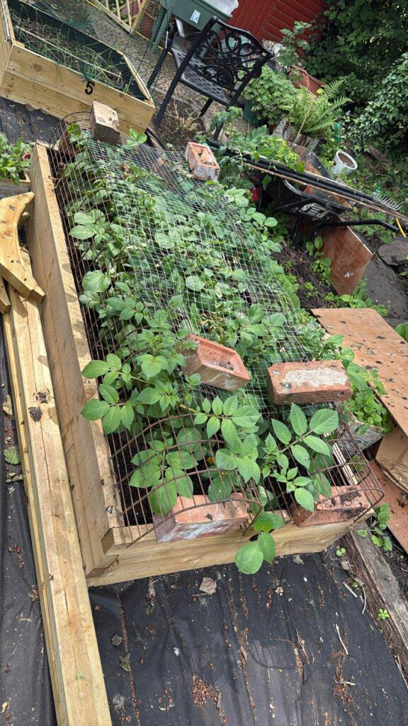 Our first crop is planted and growing